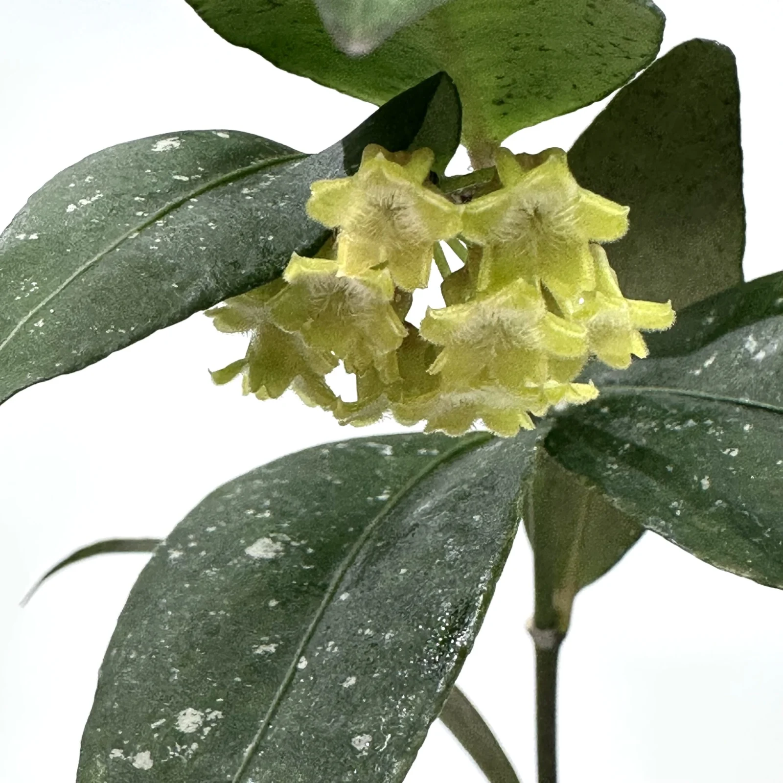 ホヤ　アミカビリス　花