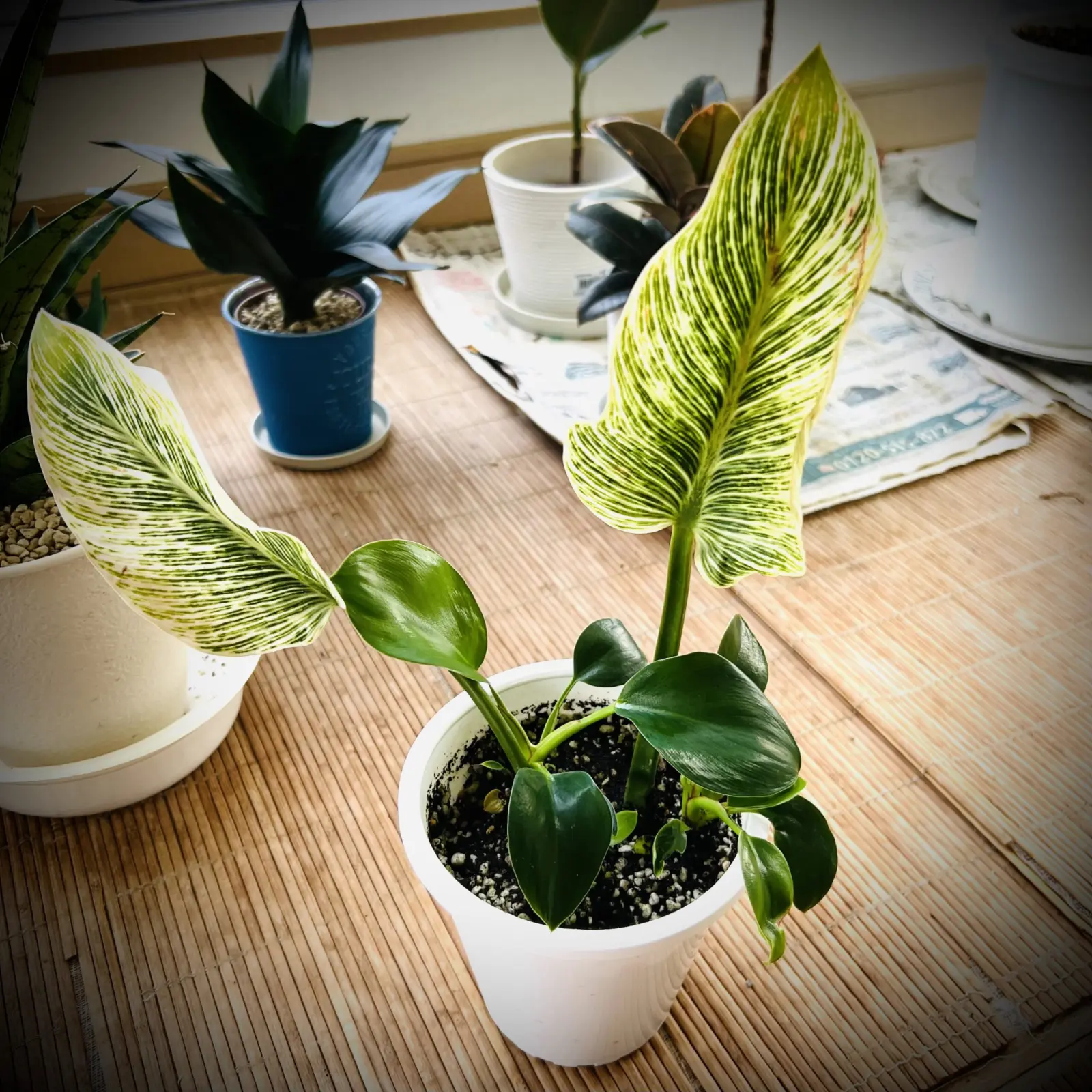 フイロデンドロン・バーキン