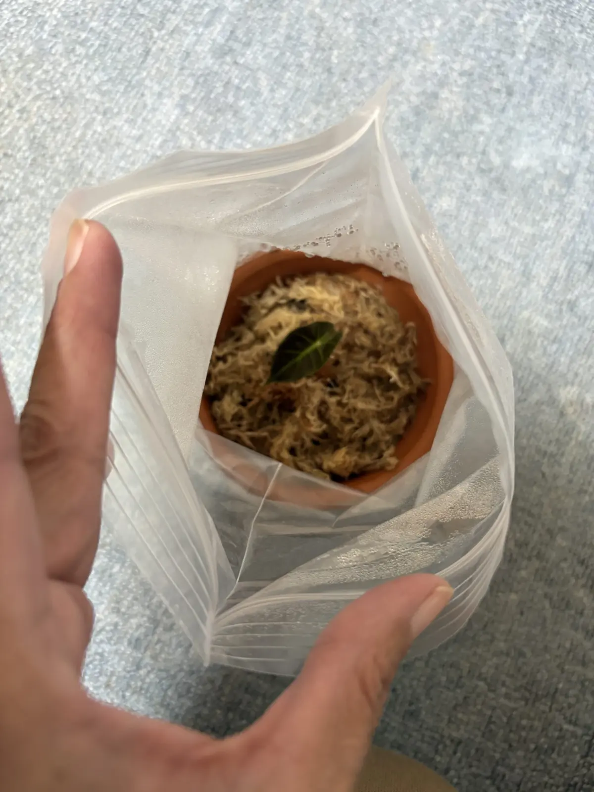 アロカシア　赤ちゃん