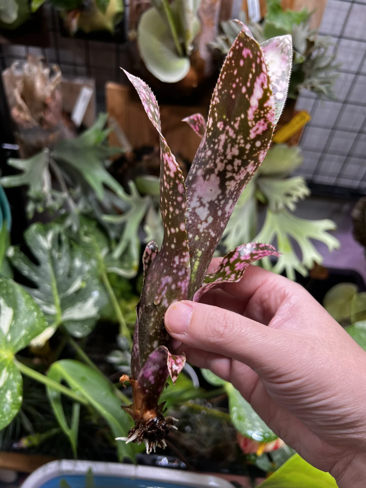 ビルベルギア　ラズベリーパフェ