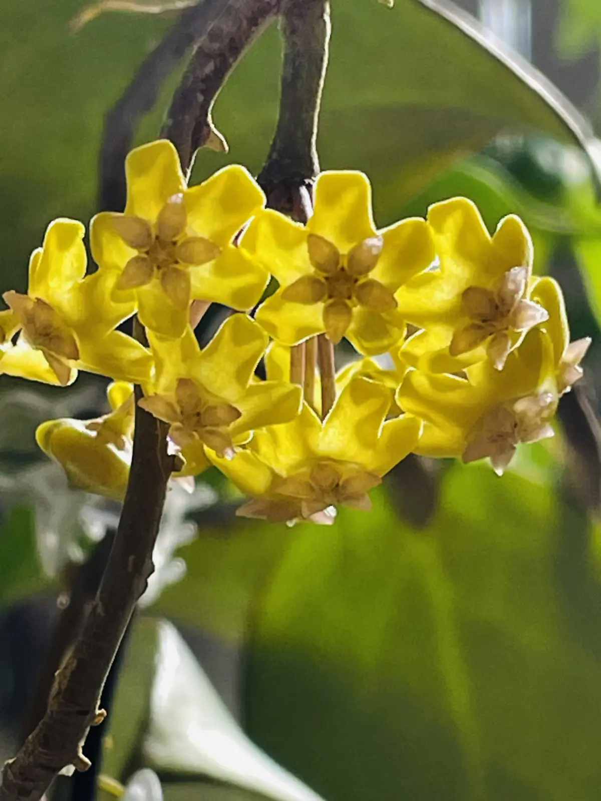 ホヤ　ビテリナ　HSL ブラックマージン