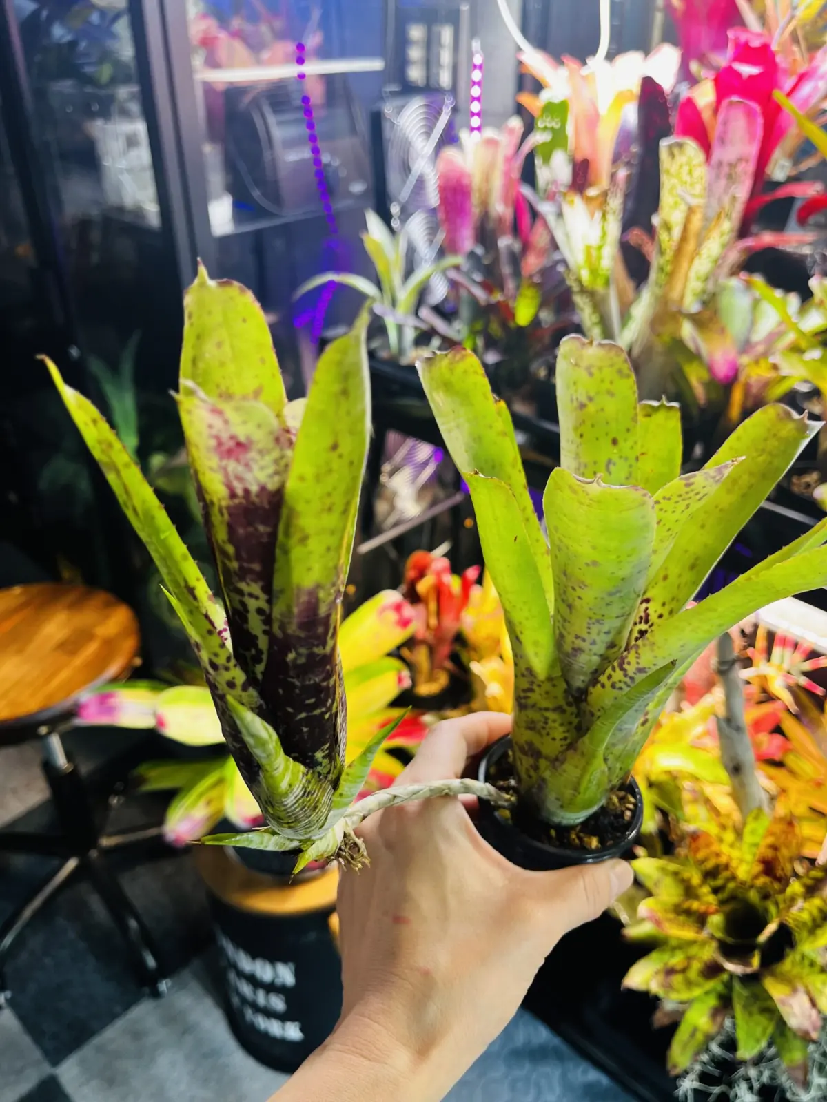 ネオレゲリア　パウシフローラ　ジャイアントフォーム