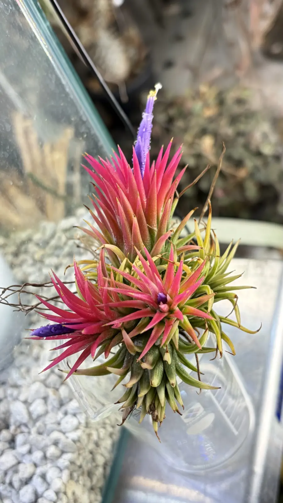 ティランジア イオナンタ アルホマルギナータ