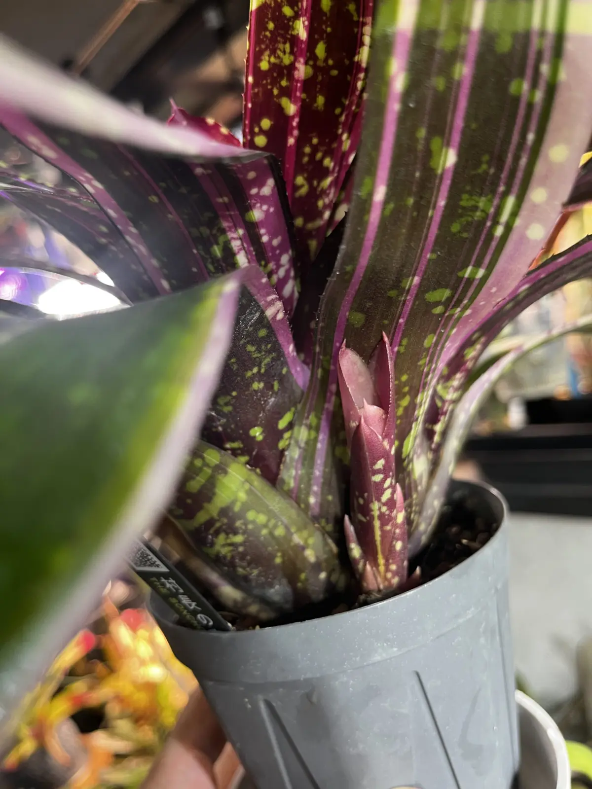 ネオレゲリア　オルウェイズカレン