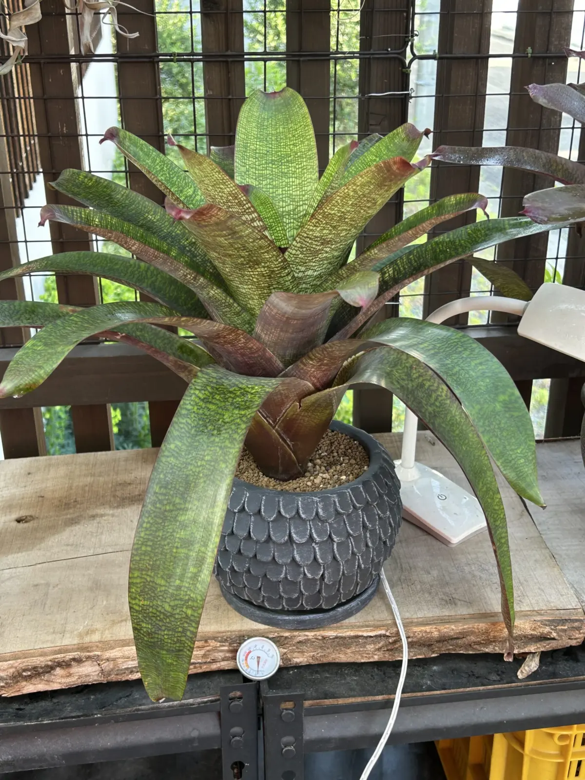 フリーセア　品種不明