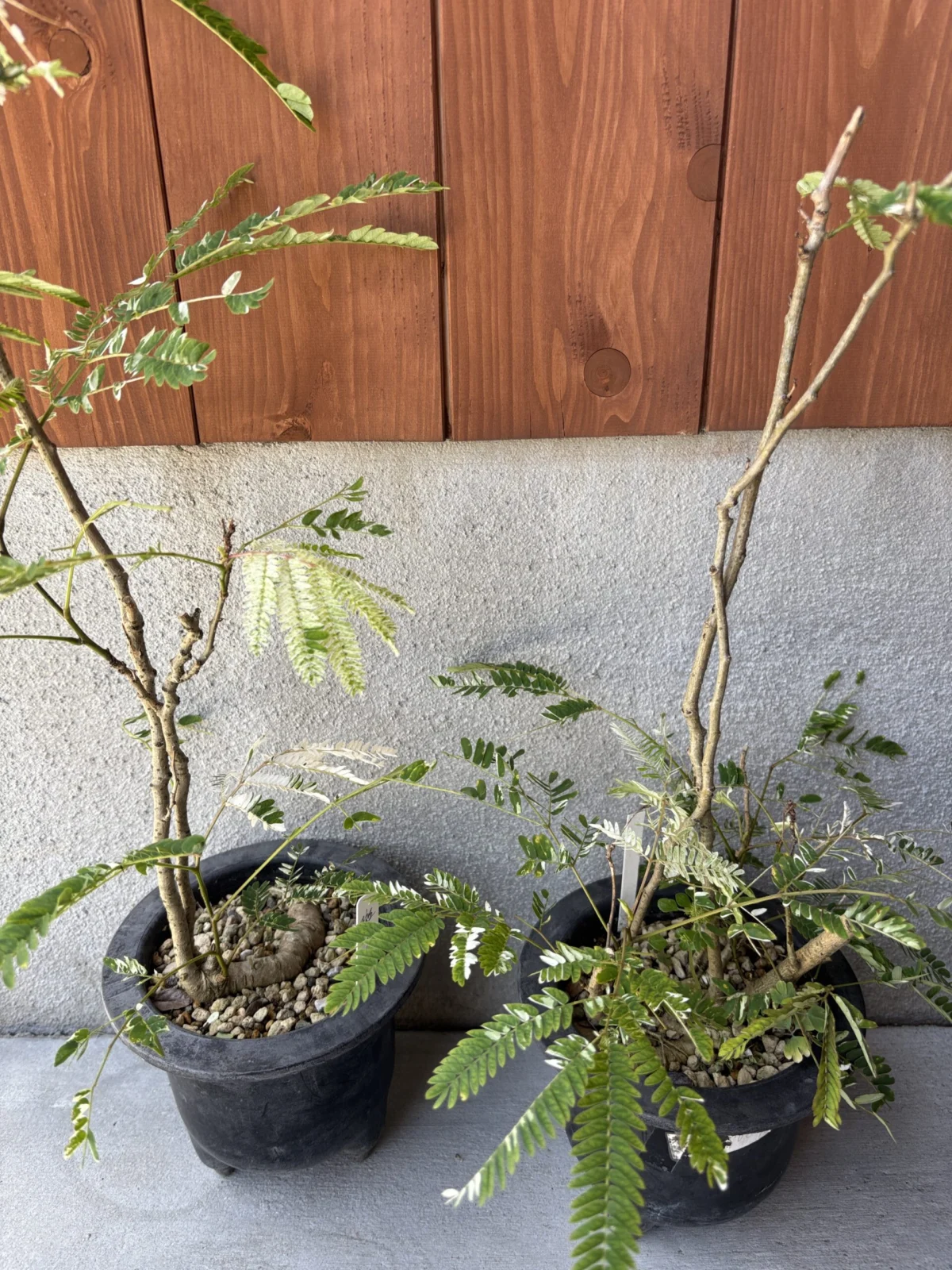 ネムノキ　斑入り　白花