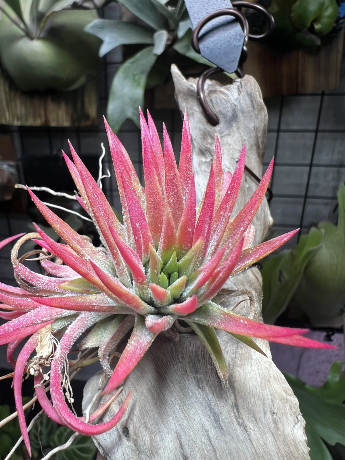 ティランジア　イオナンタ　ビーラー