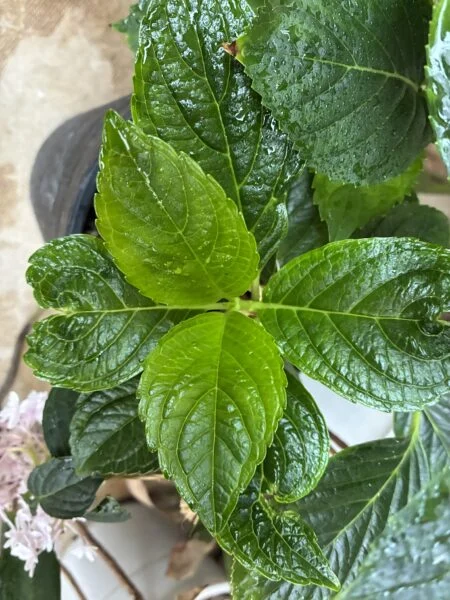 紫陽花　万華鏡　アザミウマの被害、その後