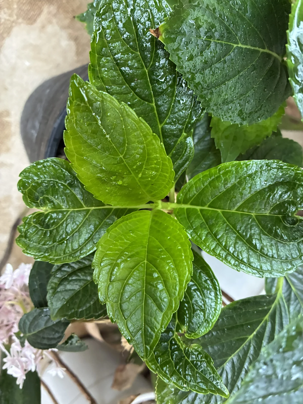 紫陽花　万華鏡　アザミウマの被害、その後