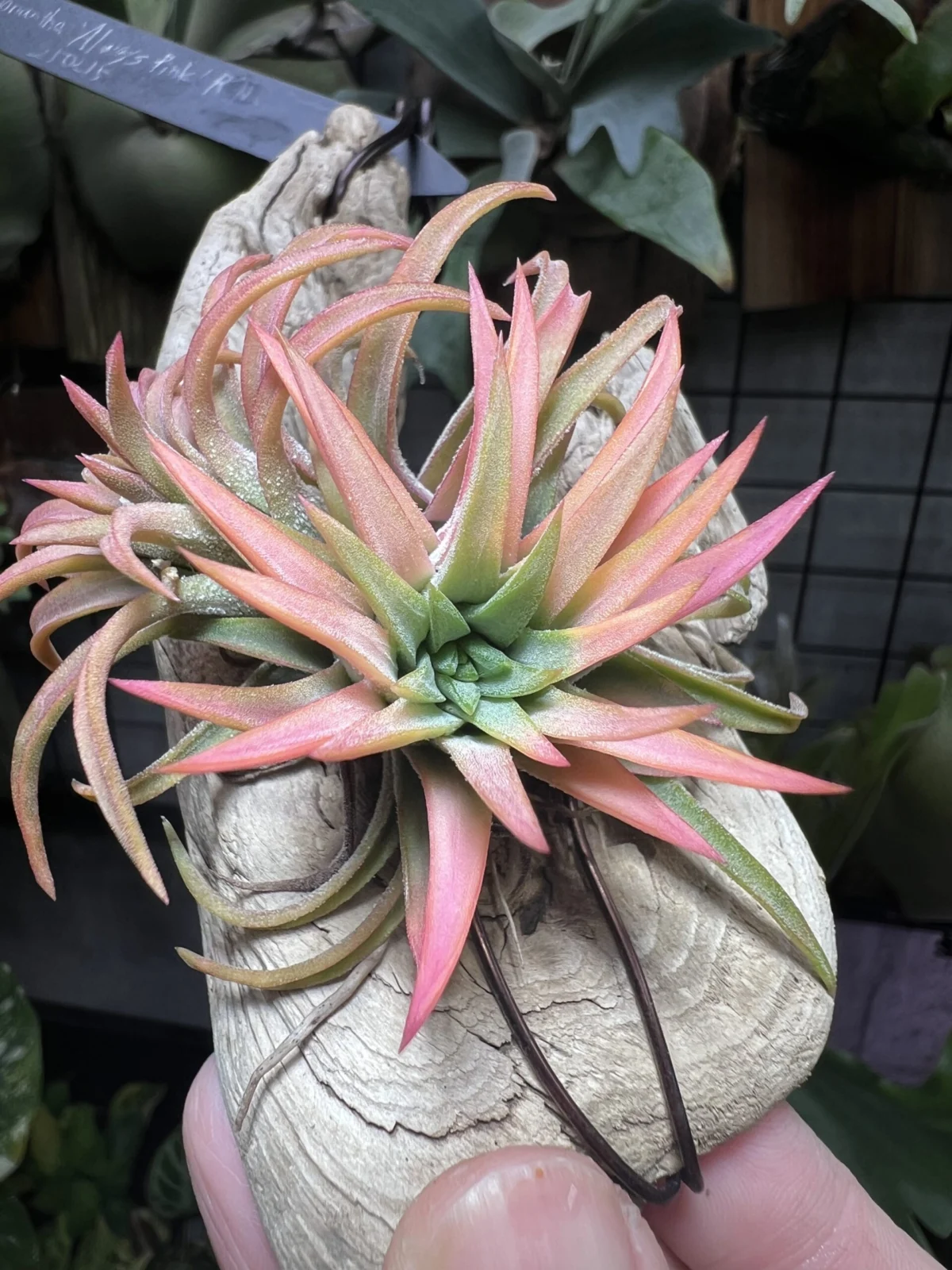 ティランジア　イオナンタ　オールウェイズピンク