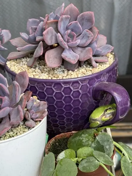 多肉植物 グラプトベリア デビー ホムセン