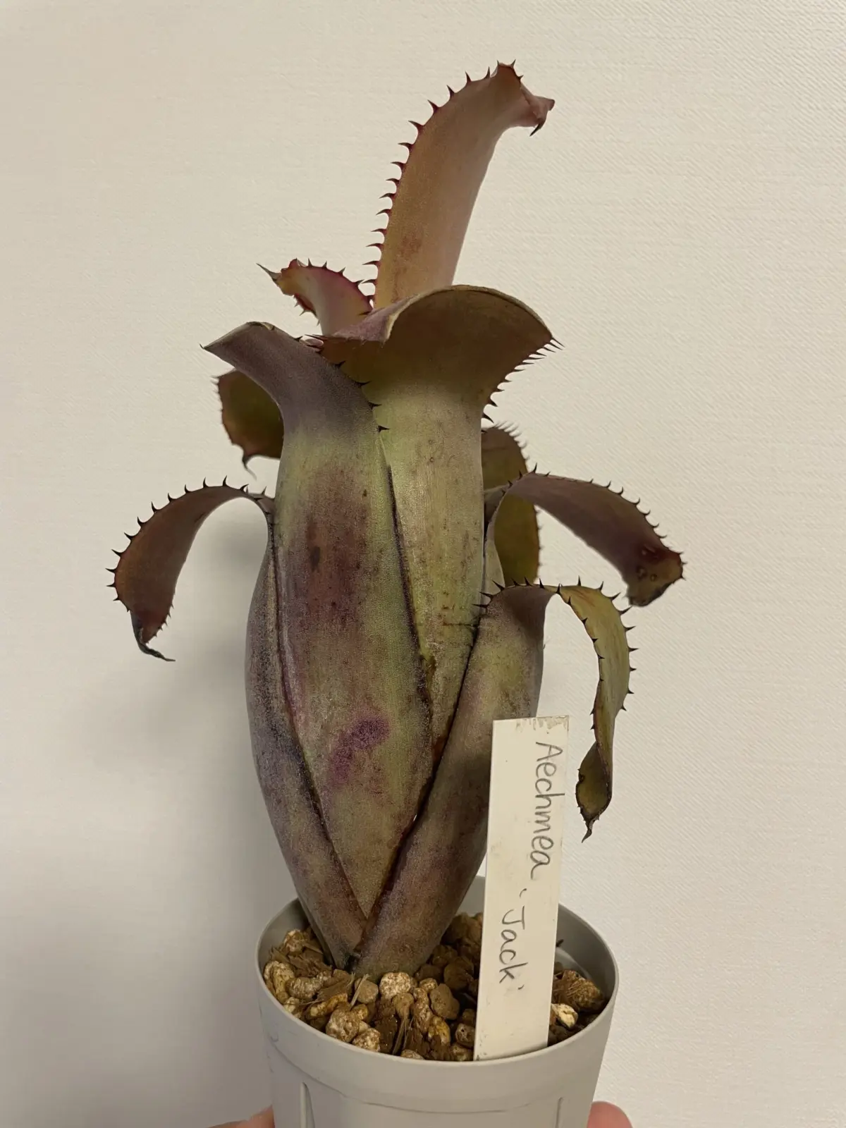 エクメア　ジャック