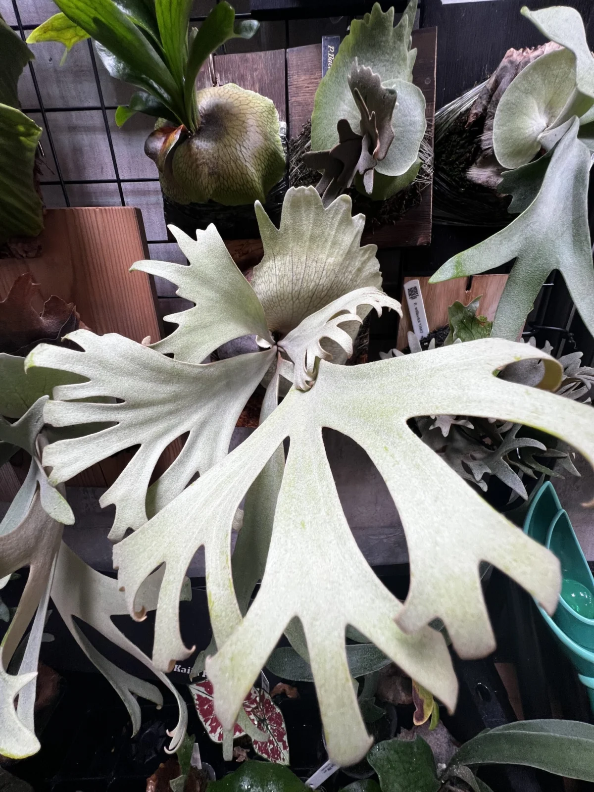 ビカクシダ　ウィリンキー　月光爪哇