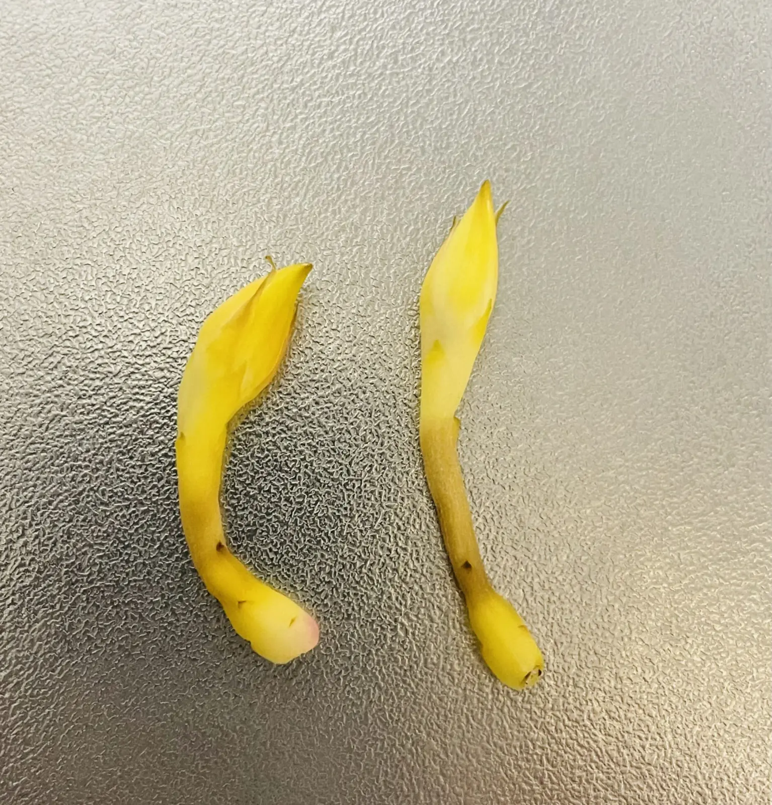 森林サボテン　月花美人