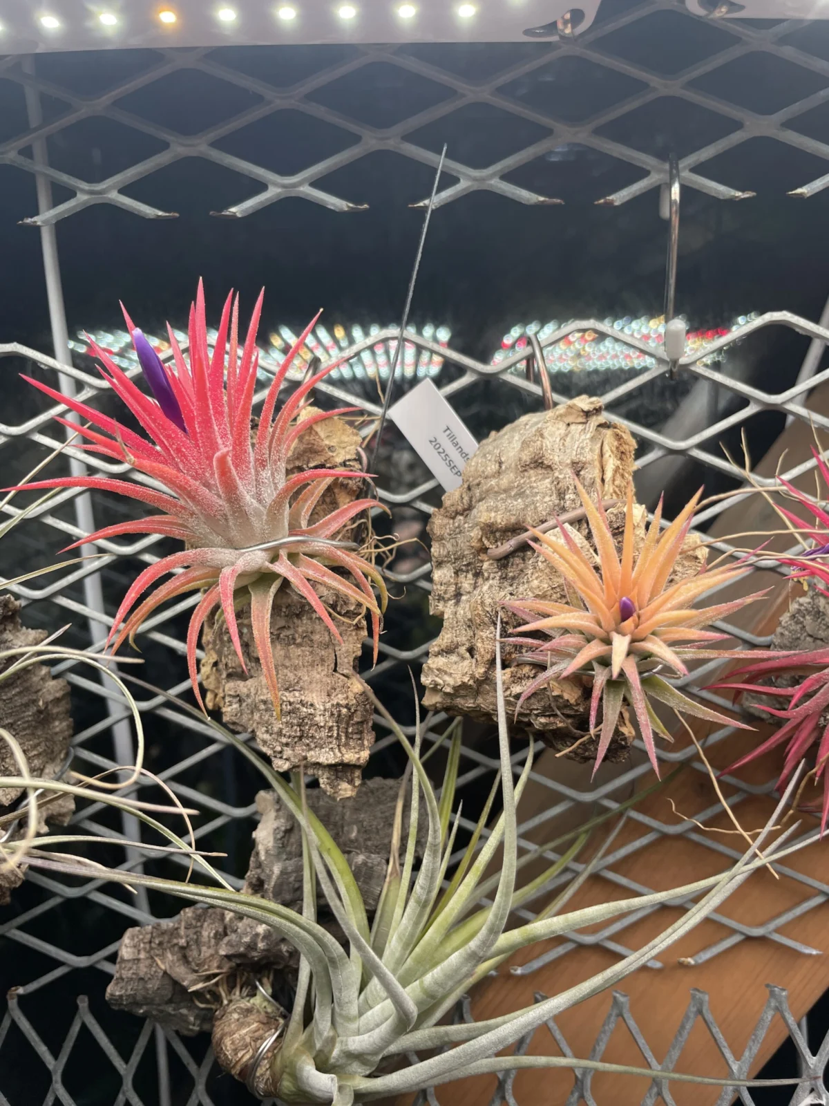 ティランジア　イオナンタ　