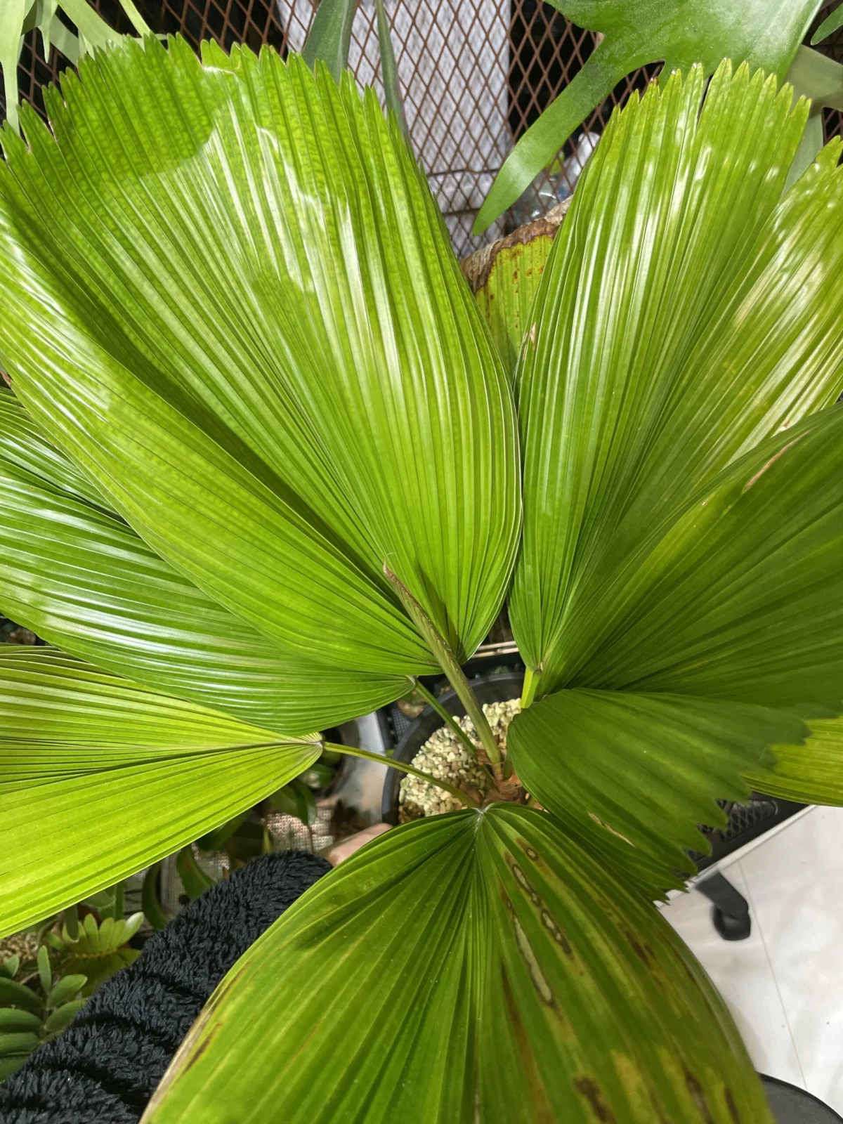 リクアラ　グランディス