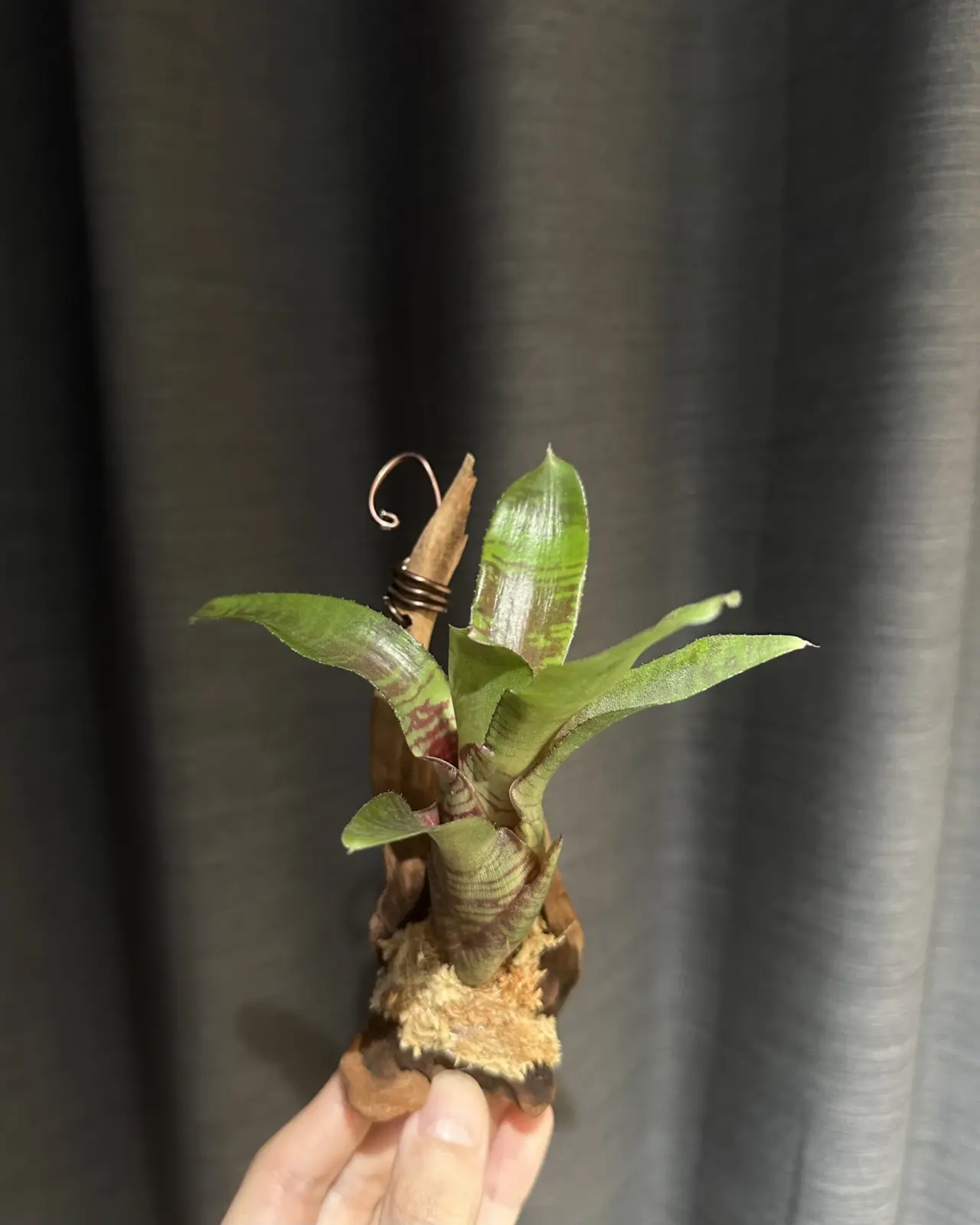 ネオレゲリア　マドリガル