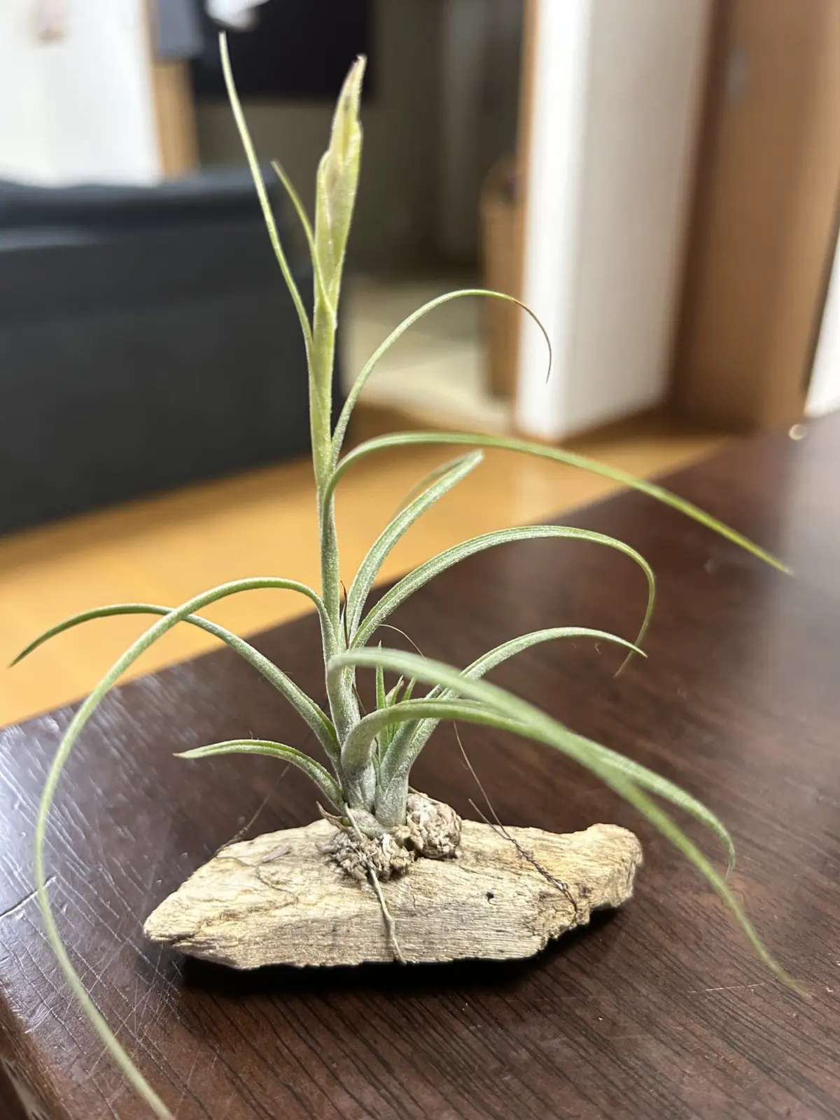 ティランジア/札落ち