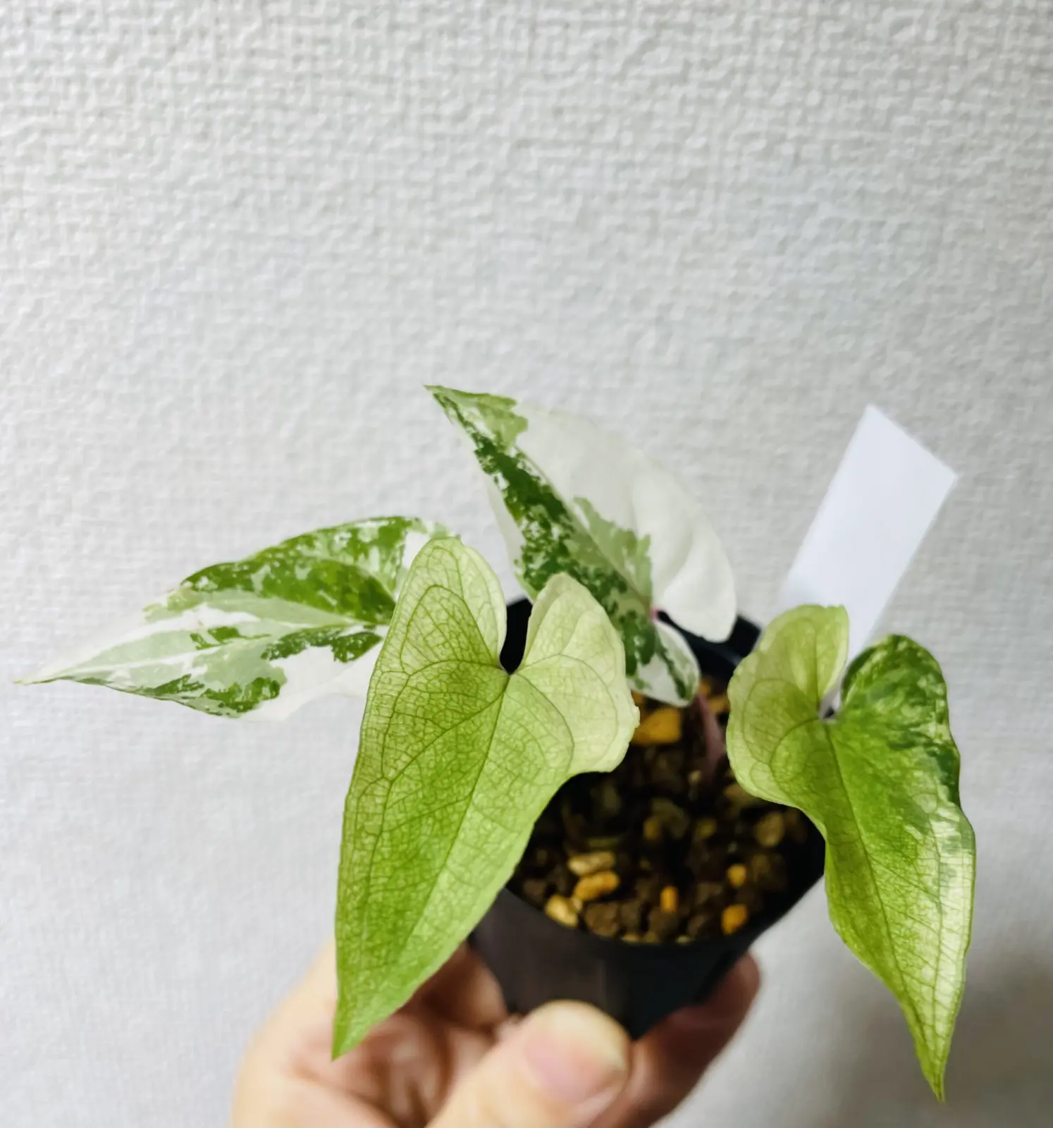 シンゴニウム　フレンチマーブル　新葉が緑色