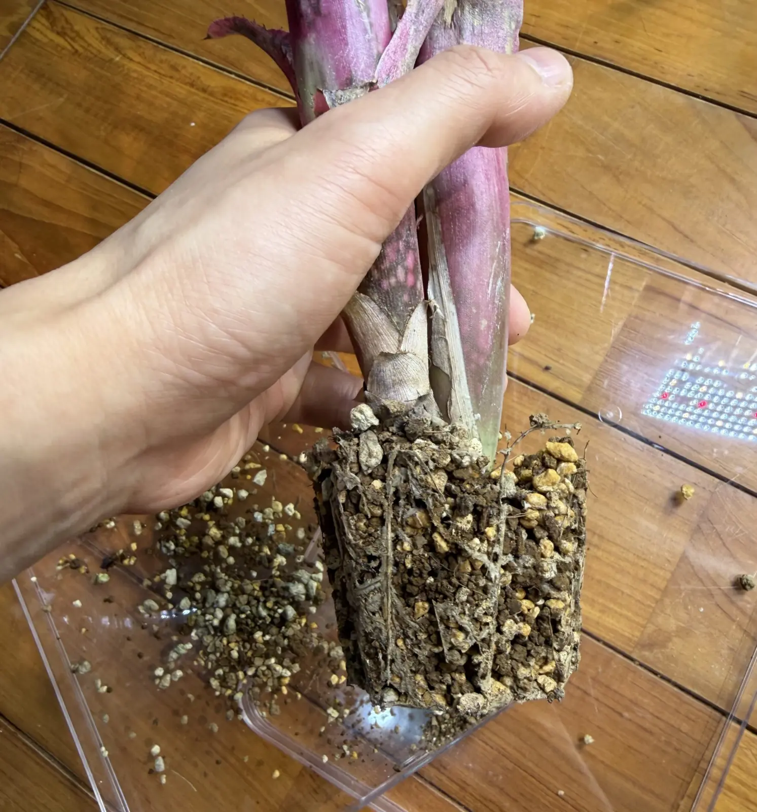 ビルベルギア フラアウワナ 根