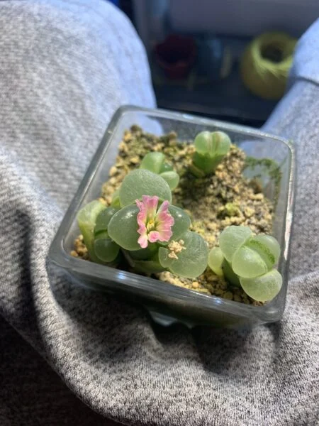 オフタルモフィルム　白拍子　花　リトープス