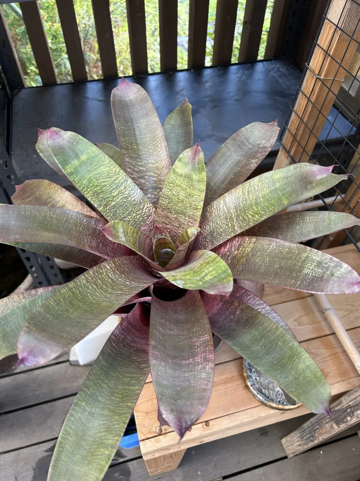 フリーセア　シャーロットシーギ