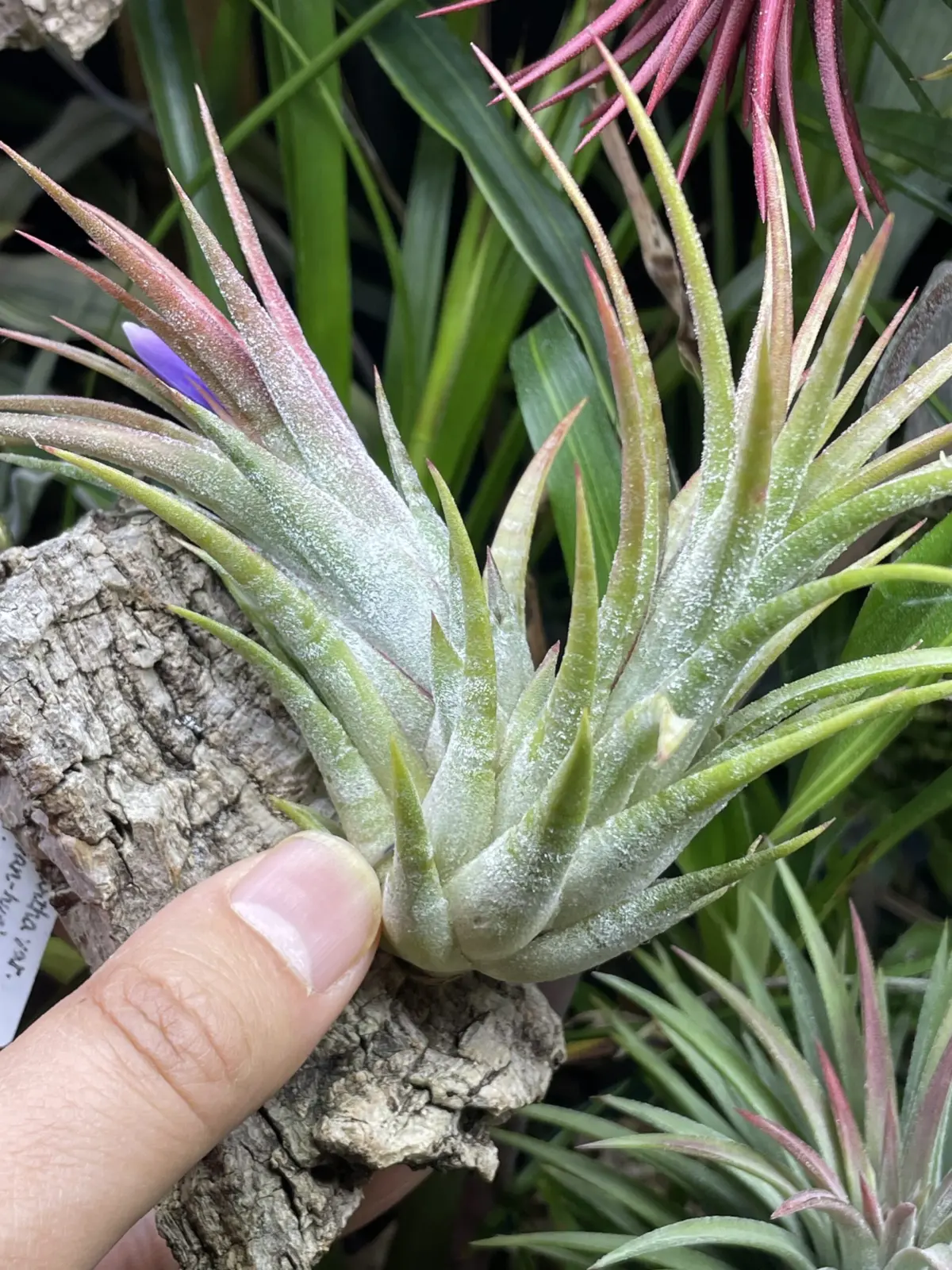 ティランジア　ドミンゴスストライプス