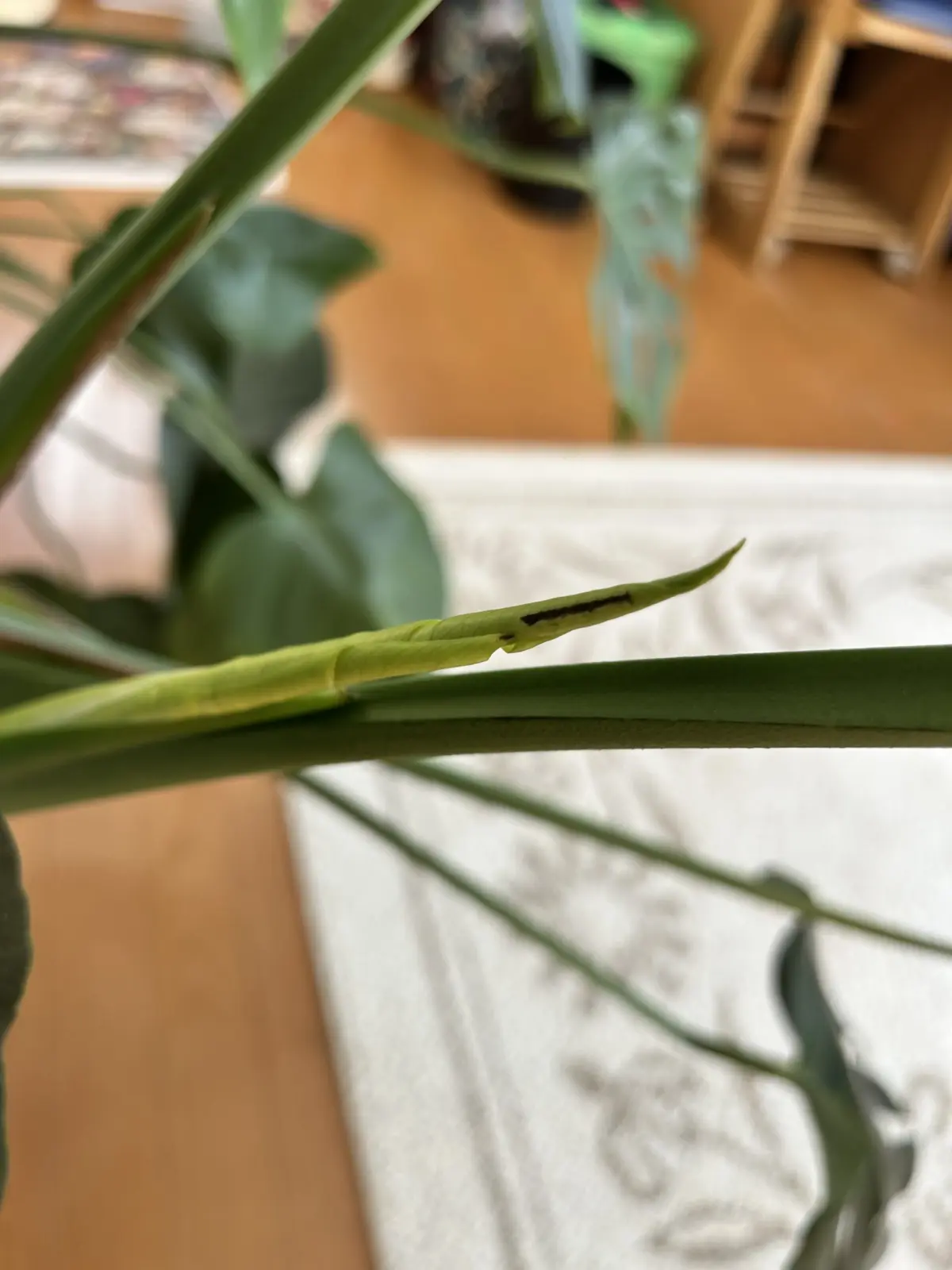 モンステラ/デリシオーサ