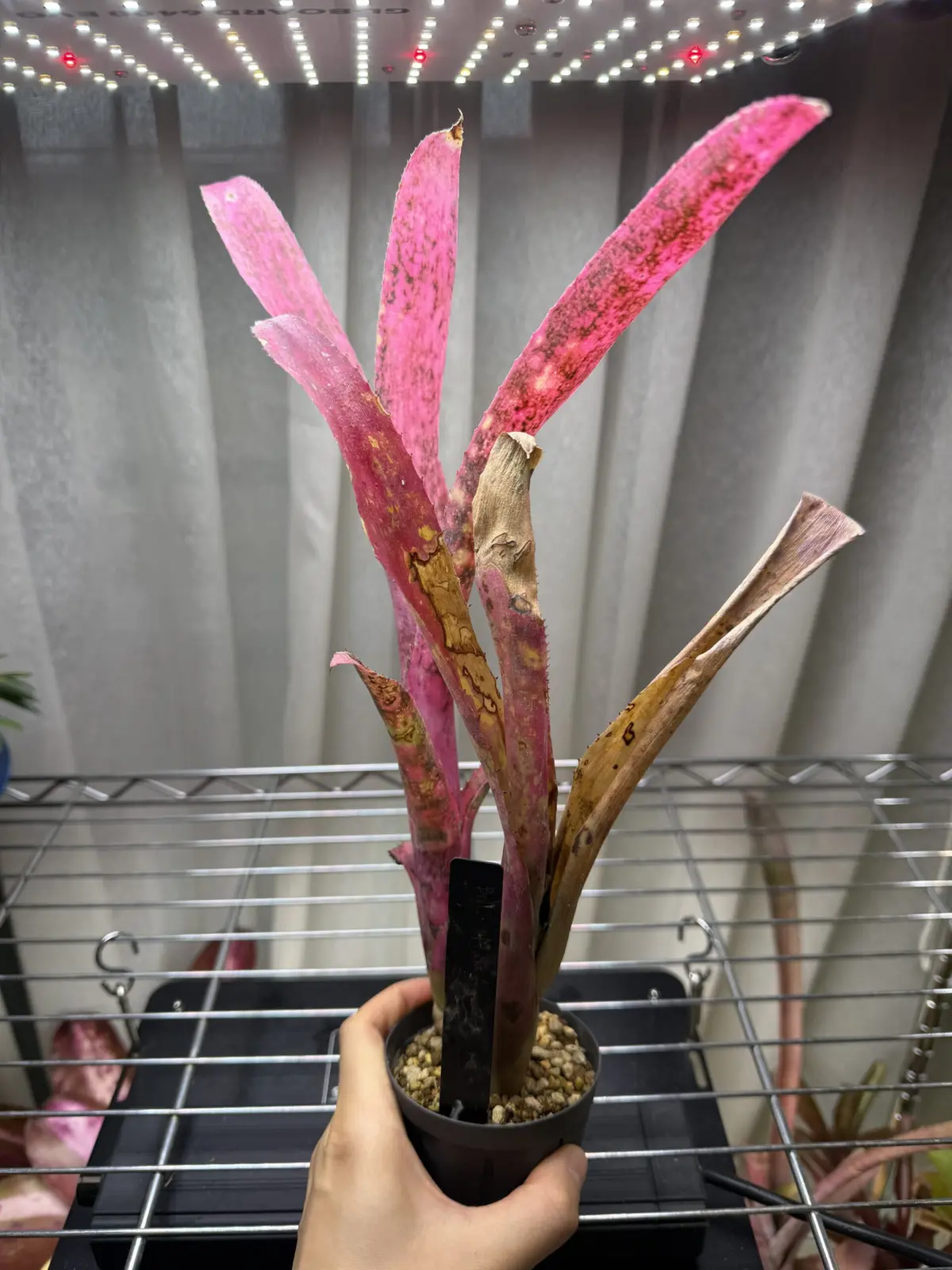 ビルベルギア フラアウワナ