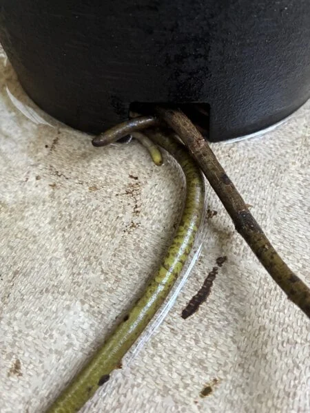 モンステラ デリシオーサ 脱走根