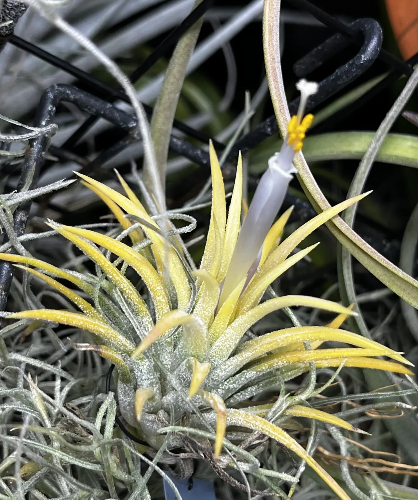 ティランジア　ブルーアイドドゥルイド