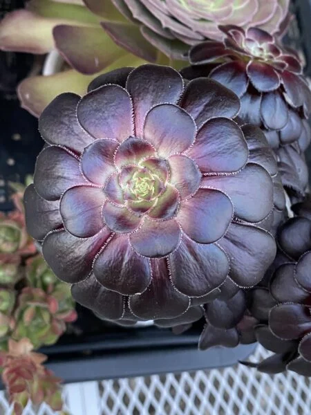 多肉植物 アエオニウム 黒法師 接写