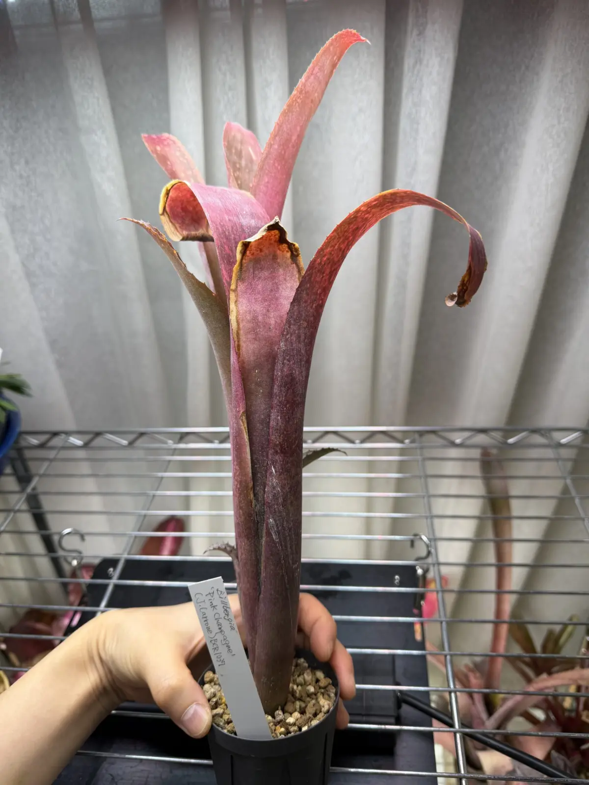 ビルベルギア　ピンクシャンパン