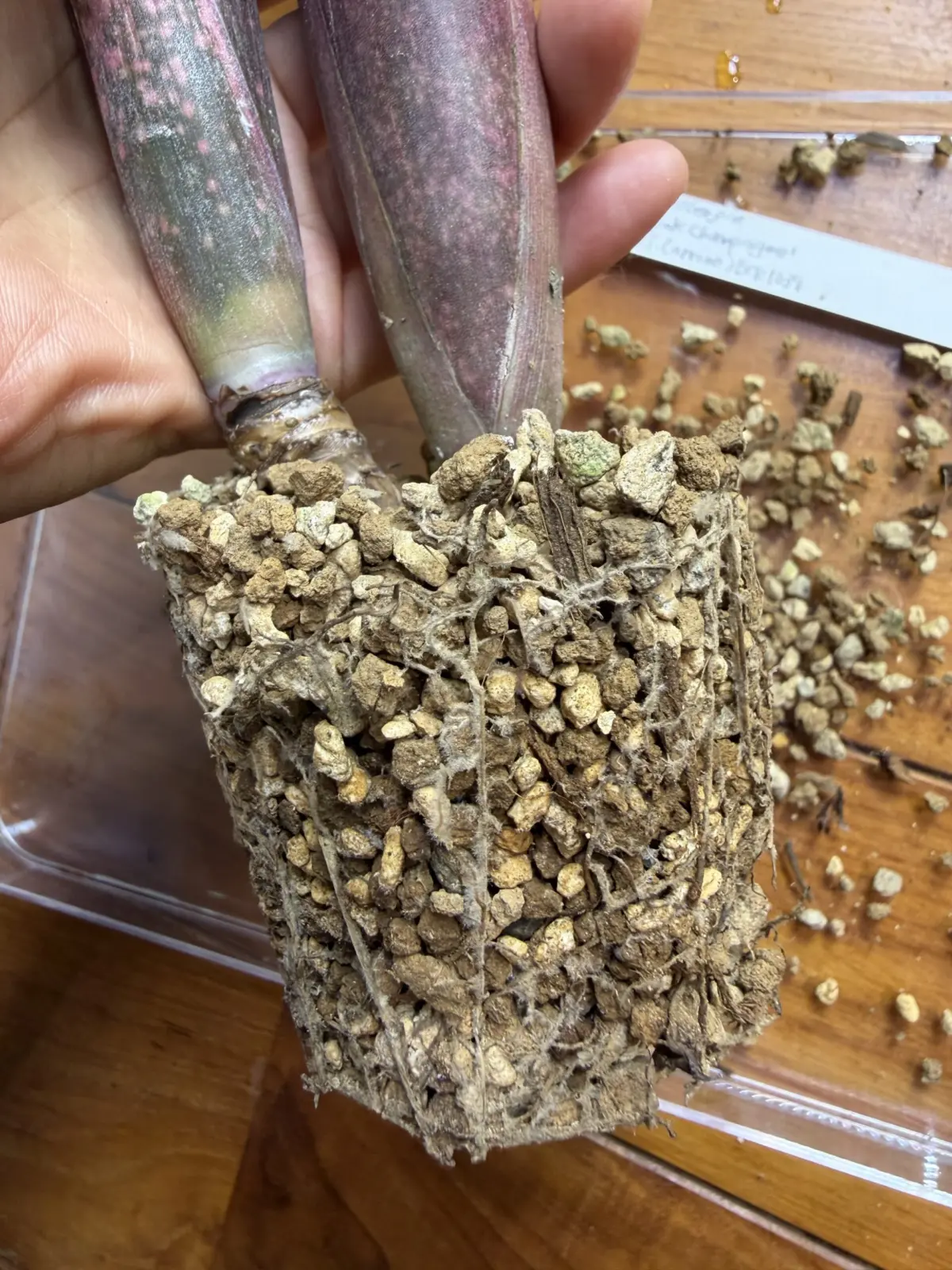 ビルベルギア　ピンクシャンパン　根