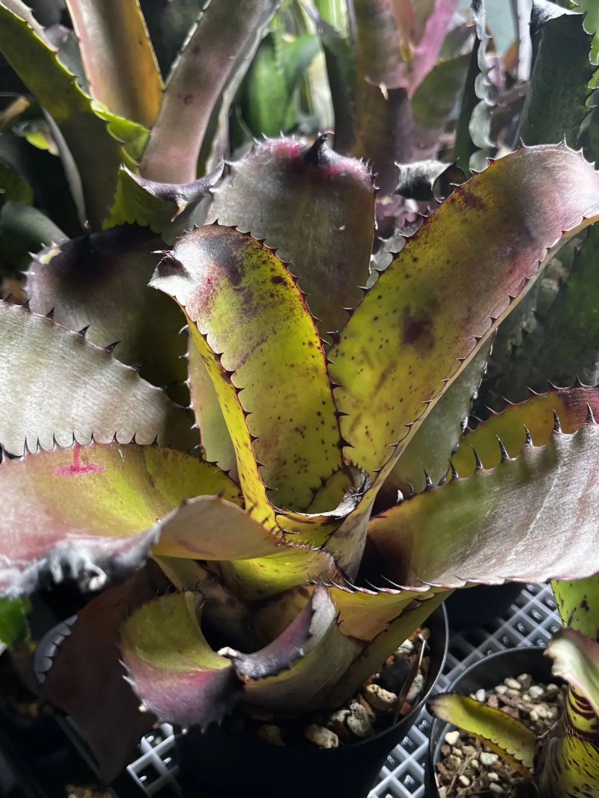 ネオレゲリア カルカロドン スパイン