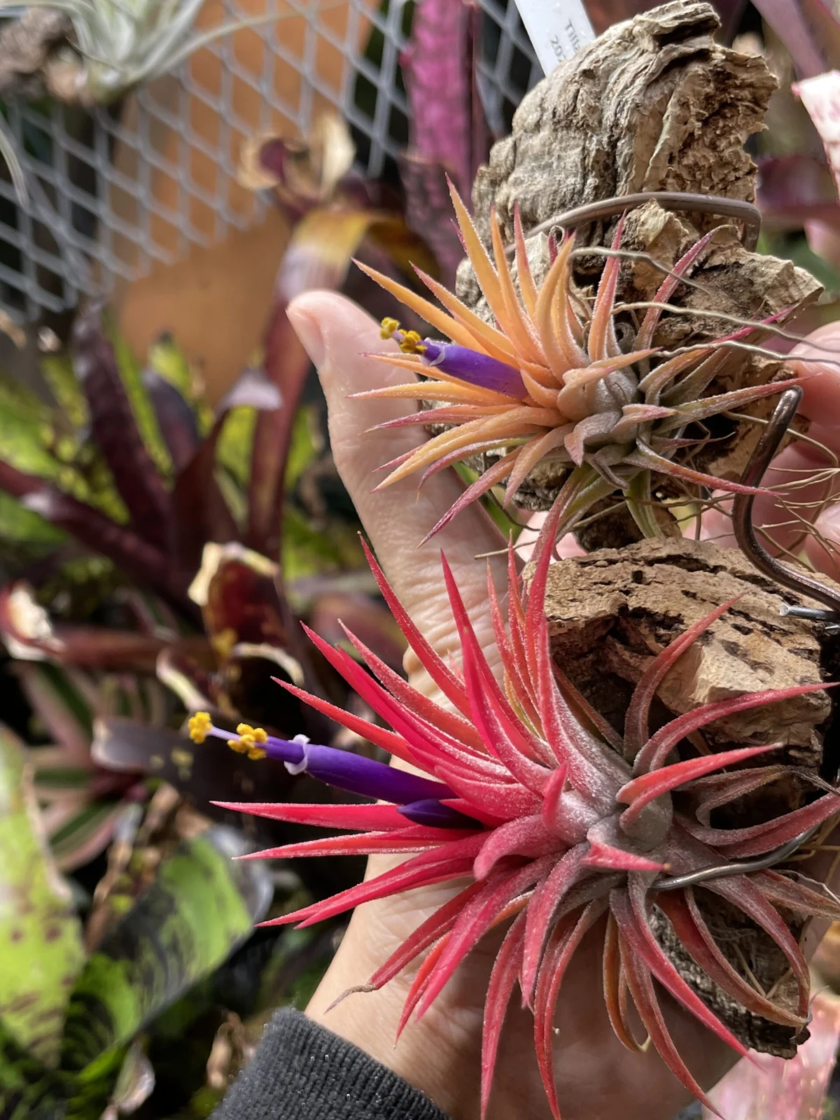 ティランジア　イオナンタ