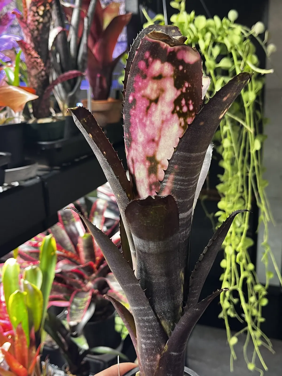 ビルベルギア　スモークスタック