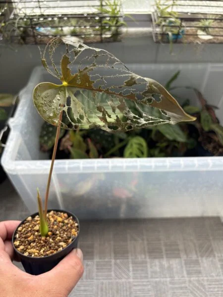 アンスリウム　ロムズレッド　害虫　アダンソニーではない
