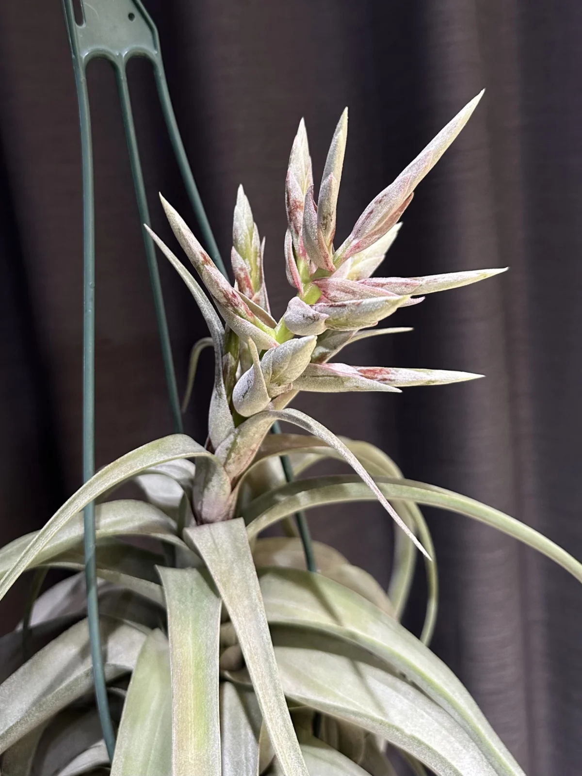 ティランジア　ストレプトフィラ