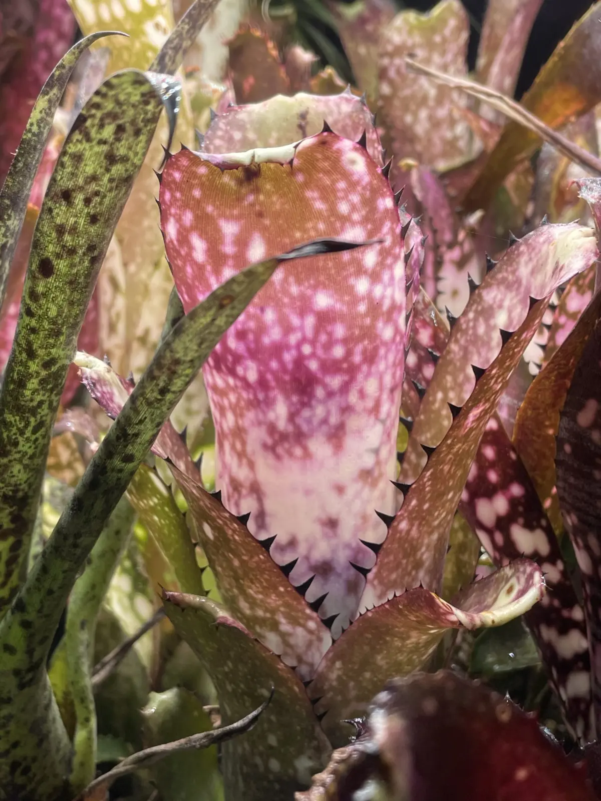 ビルベルギア　カハカイ