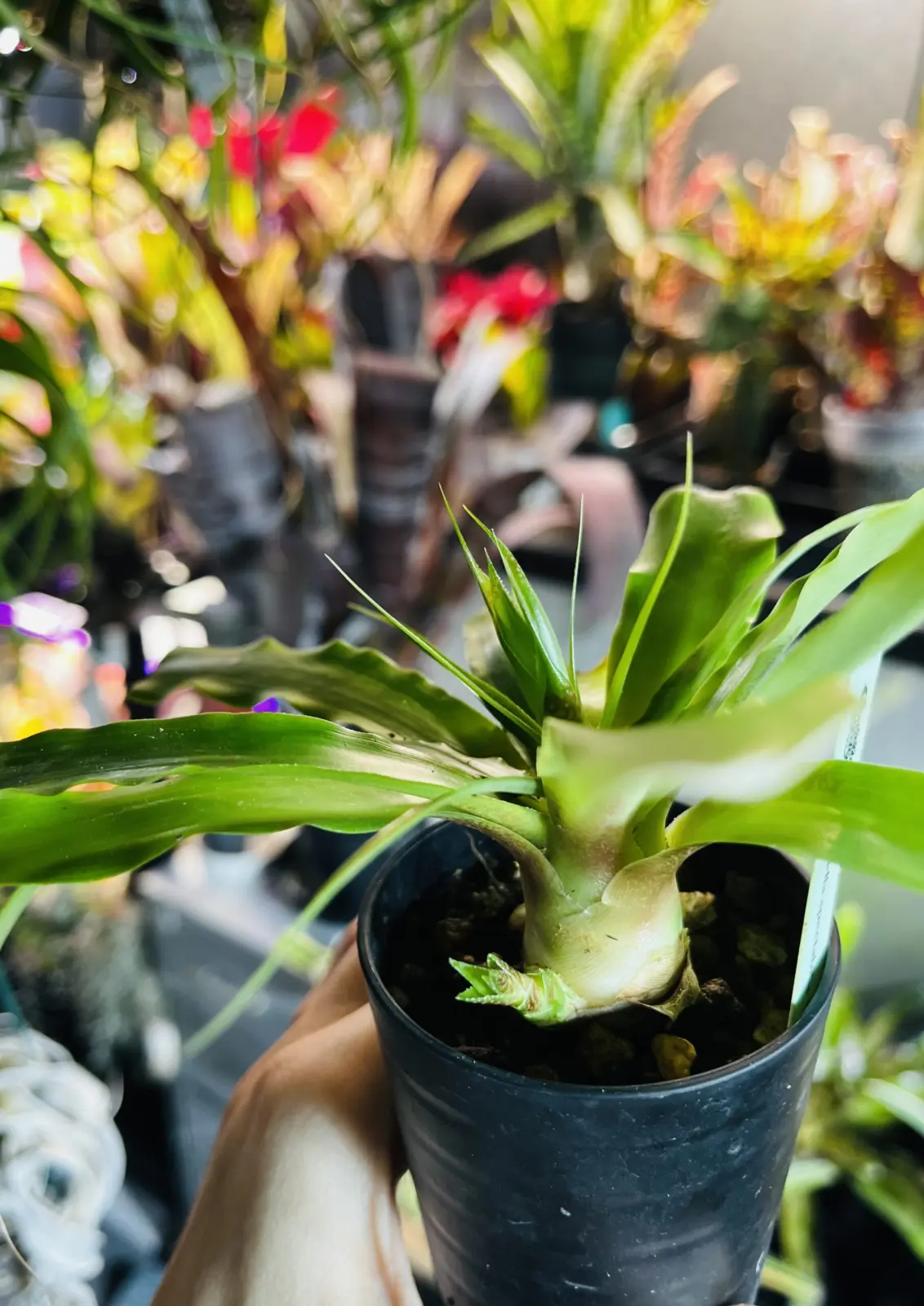 フォステレラ　スペクタビリス