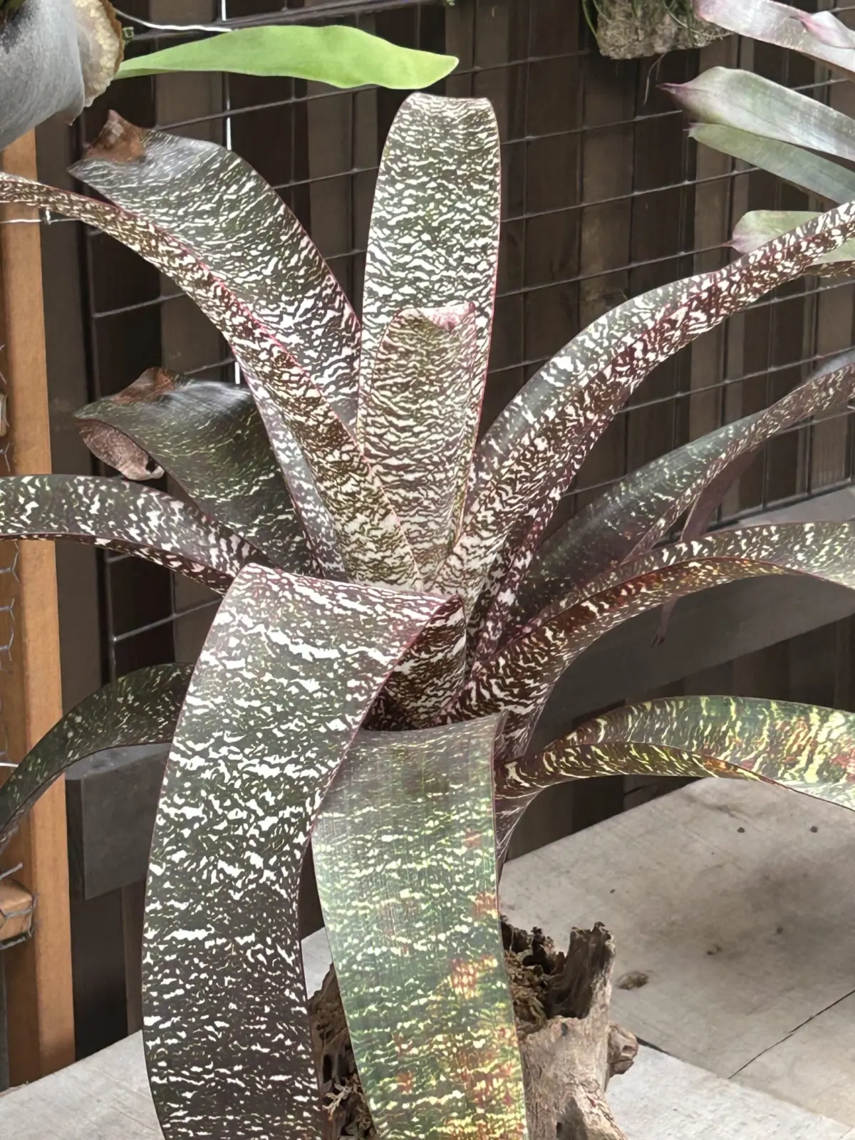 フリーセア　レッドチェスナット