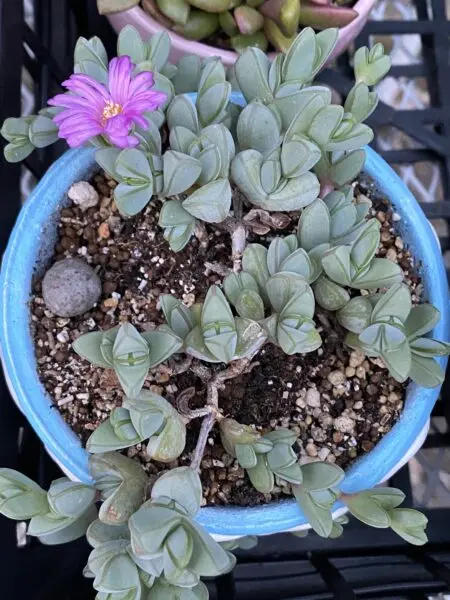 多肉植物 エキノス 碧魚連 花