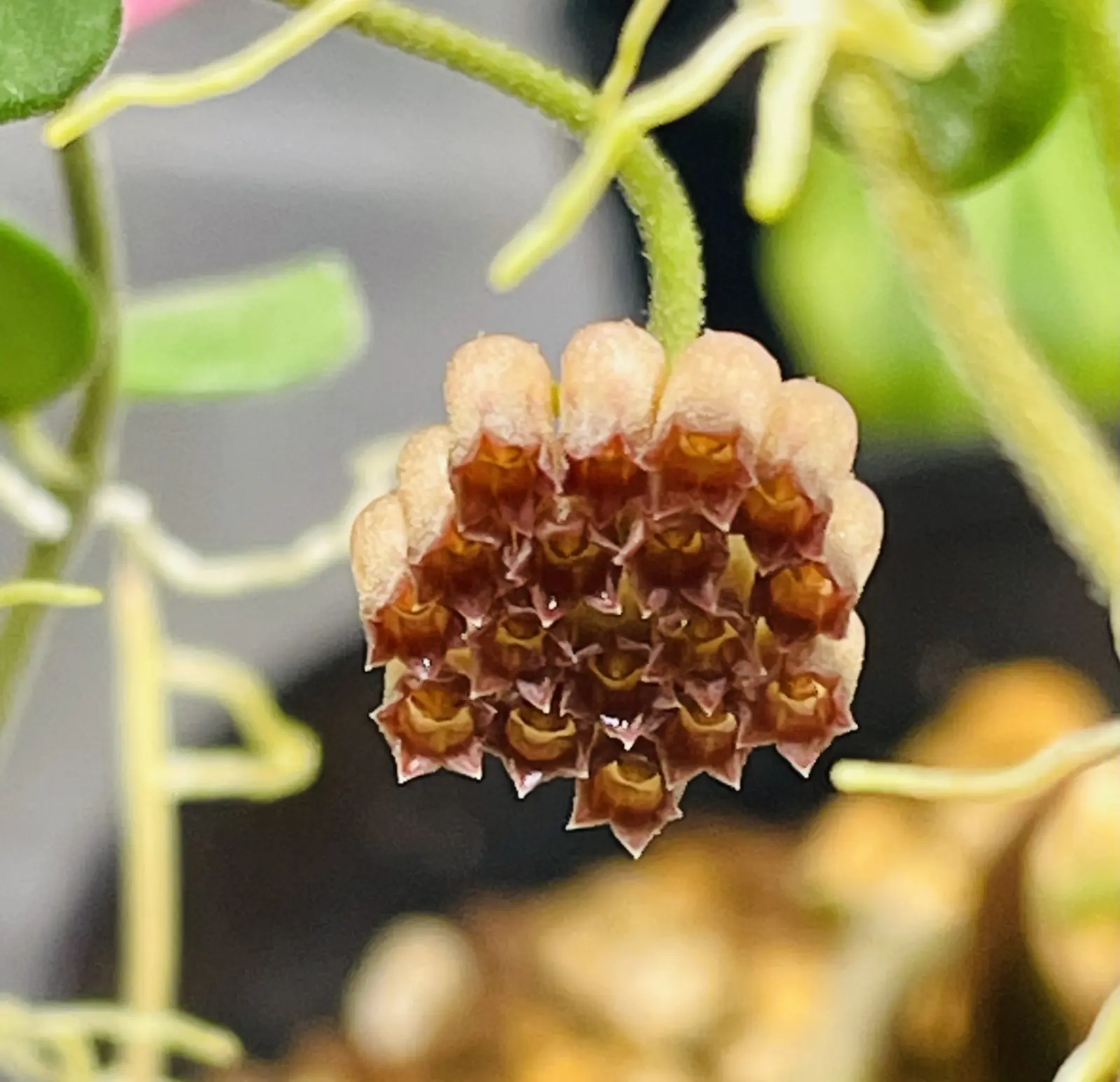 ホヤ　ママサ　花