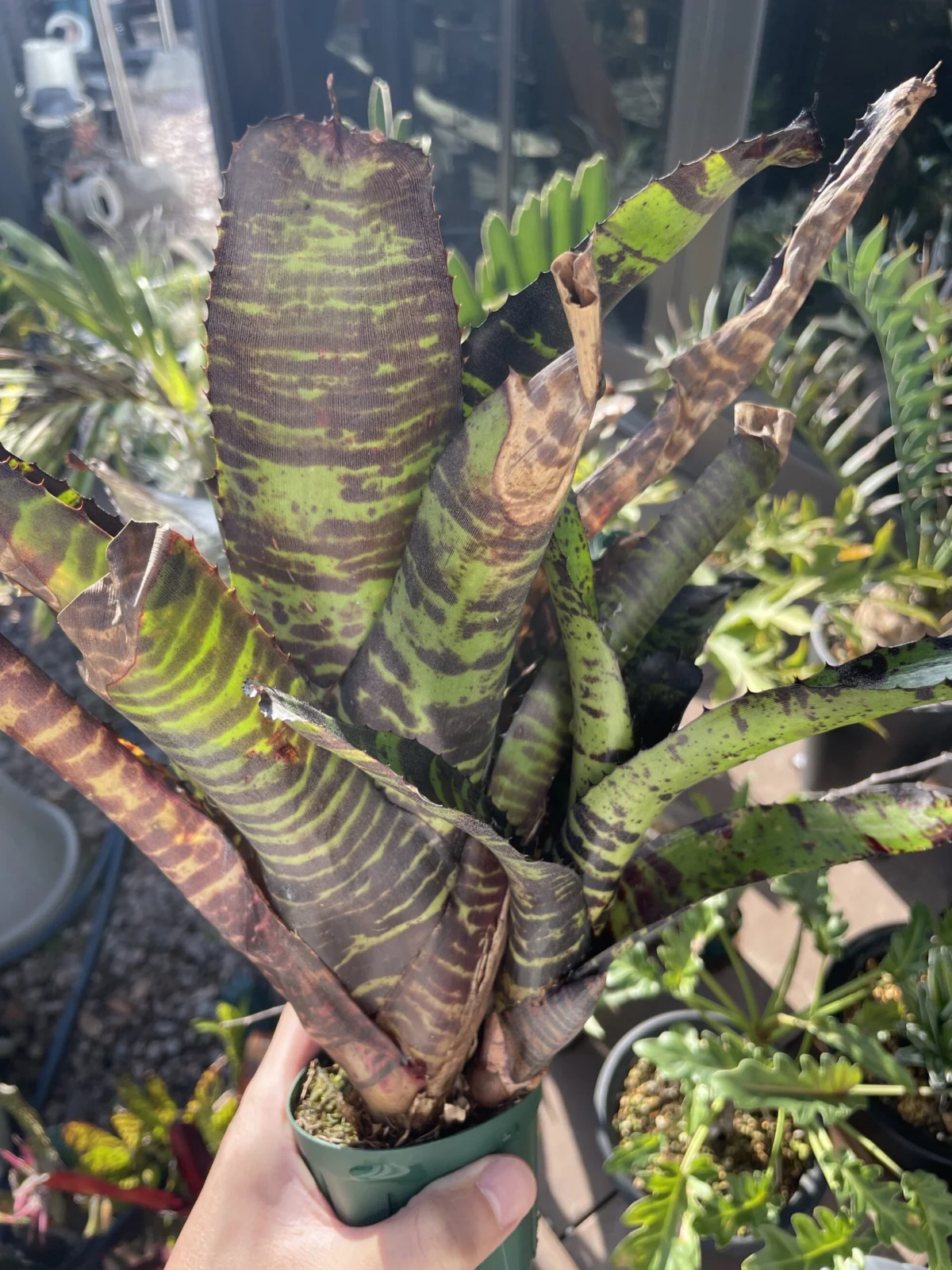 ネオレゲリア　ハンニバルレクター　F2