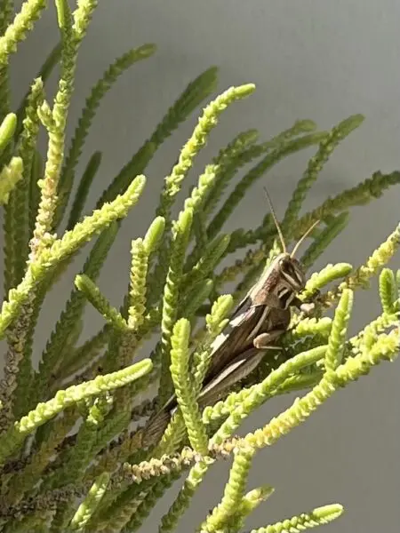 多肉植物　クラッスラ　若緑　害虫　ツチイナゴ