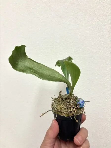 ビカクシダ ノコギリ