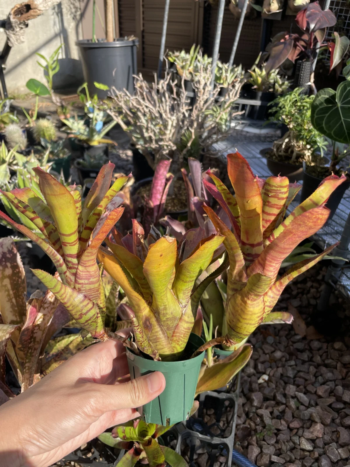 ネオレゲリア プンクターテ×バイラドラ #2