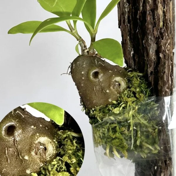 ヒドノフィツム モセレヤナム 蟻植物