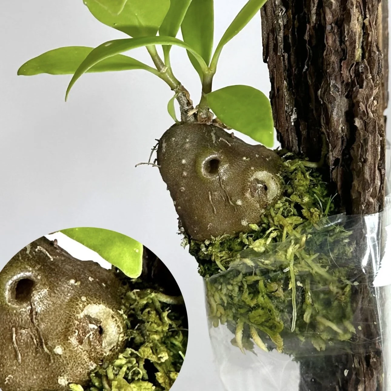 ヒドノフィツム モセレヤナム 蟻植物